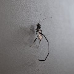 Living insect of Pelecinus polyturator by Marc-Lautenbacher. Used under a CC BY-SA 4.0 license.
