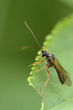 Proctotrupes.gravidator.-.lindsey by James K. Lindsey. Used under a CC BY-SA 3.0 license.