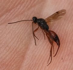 Proctotrupes gravidator 1b by Slimguy. Used under a CC BY-SA 4.0 license.