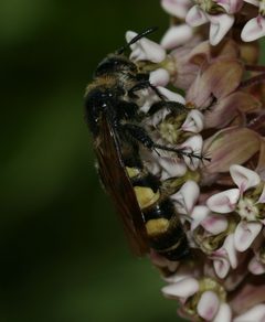 Campsomeris plumipes by S. Rae from Scotland, UK. Used under a CC BY 2.0 license.