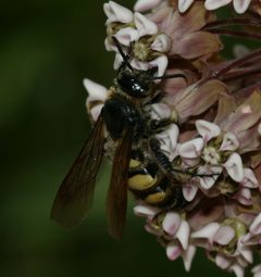 Campsomeris plumipes2 by S. Rae from Scotland, UK. Used under a CC BY 2.0 license.