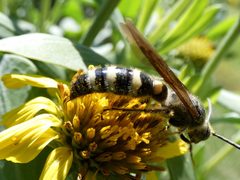 Dielis plumipes ssp. fossulana by Kai Squires. Used under a CC BY 4.0 license.