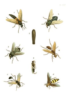 Illustrations of Exotic Entomology I 44 by Plates: Dru Drury (1725–1803). Text: John Obadiah Westwood (1805–1893). Used under a Public domain license.