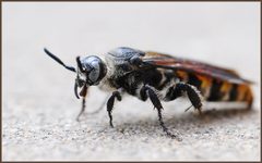 Wasp Close-Up by Tdlucas5000. Used under a CC BY-SA 4.0 license.