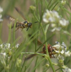 Scoliidae P1090763a by
xpda. Used under a CC BY-SA 4.0 license.