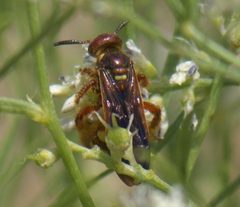 Scoliidae P1090765a by 
xpda. Used under a CC BY-SA 4.0 license.