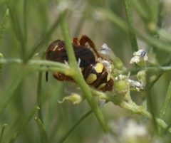 Scoliidae P1090766a by
xpda. Used under a CC BY-SA 4.0 license.