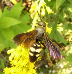 Scolia bicincta. female by Beatriz Moisset. Used under a CC BY-SA 4.0 license.