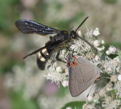 Scolia bicincta P1110913a by 
xpda. Used under a CC BY-SA 4.0 license.
