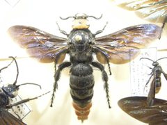 Insect Safari - Scoliidae 01 by Joe Mabel. Used under a CC BY-SA 3.0 license.
