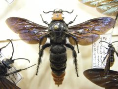Insect Safari - Scoliidae 02 by Joe Mabel. Used under a CC BY-SA 3.0 license.
