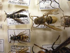 Insect Safari - bee 02 by Joe Mabel. Used under a CC BY-SA 3.0 license.