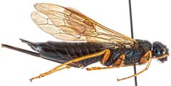 Sirex cyaneus by Emma Wahlberg. Used under a CC BY-SA 3.0 license.