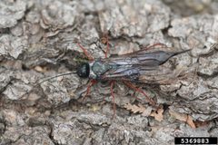 Sirex cyaneus female by Whitney Cranshaw. Used under a CC BY 3.0 us license.