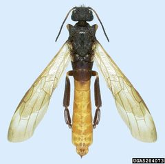 Sirex nigricornis by Natasha Wright. Used under a CC BY 3.0 us license.