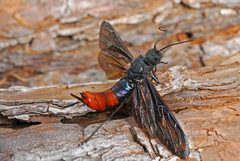 Sirex nigricornis female by Erich G. Vallery. Used under a CC BY 3.0 us license.