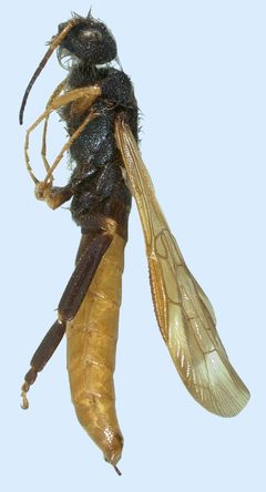 Sirex nigricornis male lateral by Natasha Wright. Used under a CC BY 3.0 us license.