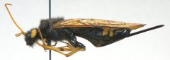 Urocerus flavicornis by Matt Bowser, U.S. Fish and Wildlife Service. Used under a Public domain license.
