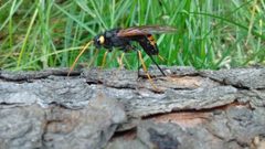 Urocerus flavicornis 10103198 by Alexandria 'Alex' Wenninger. Used under a CC BY 4.0 license.