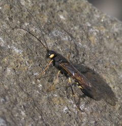 Urocerus flavicornis P1510885a by 
xpda. Used under a CC BY-SA 4.0 license.