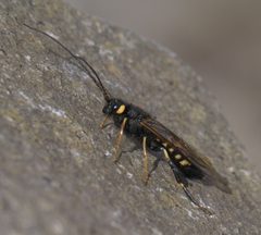 Urocerus flavicornis P1510889a by
xpda. Used under a CC BY-SA 4.0 license.