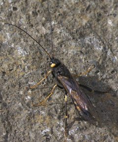 Urocerus flavicornis P1510892a by
xpda. Used under a CC BY-SA 4.0 license.