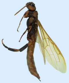 Pigeon tremex Tremex columba 5284079-PPT by Natasha Wright, Florida Department of Agriculture and Consumer Services, Bugwood.org. Used under a CC BY 3.0 license.