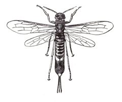Tremex columba by E D Sanderson. Used under a Public domain license.