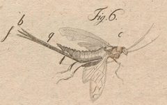 Xeris spectrum Goeze 1778 by Johann August Ephraim Goeze. Used under a Public domain license.