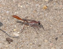 Ammophila ferruginosa - inat 56913110 by {{{name}}}. Used under a CC BY-SA 4.0 license.