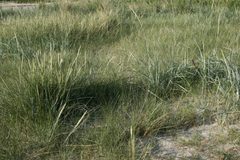 Ammophila-arenaria-Leymus-arenarius-Elytrigia-juncea by Sten Porse. Used under a CC BY-SA 3.0 license.
