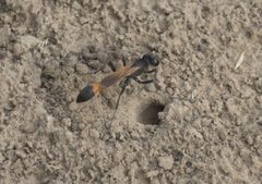 Ammophila placida-complex P1260885a by
xpda. Used under a CC BY-SA 4.0 license.