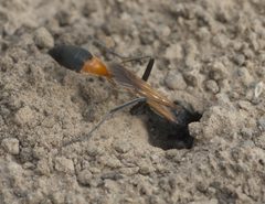 Ammophila placida-complex P1260888a by
xpda. Used under a CC BY-SA 4.0 license.