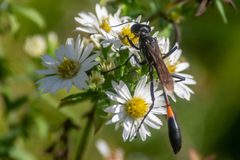 Ammophila procera 55648090 by Niki Robertson. Used under a CC BY 4.0 license.