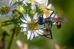 Ammophila procera 55648094 by Niki Robertson. Used under a CC BY 4.0 license.