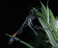 Ammophila procera P1250656a by 
xpda. Used under a CC BY-SA 4.0 license.