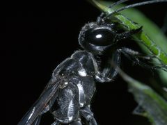 Ammophila procera P1250660a by 
xpda. Used under a CC BY-SA 4.0 license.