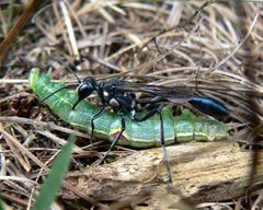 Eremnophila aureonotata by Benny Mazur from Toledo, OH. Used under a CC BY 2.0 license.