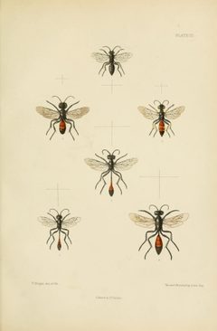 SaundersHymenopteraAculeataPlate12 by Edward Saunders. Used under a Public domain license.