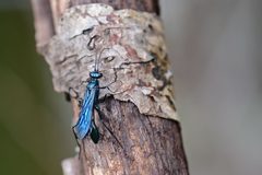 Flickr - ggallice - Wasp by Geoff Gallice from Gainesville, FL, USA. Used under a CC BY 2.0 license.