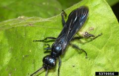 Sphecidae sp by Jessica Lawrence, Eurofins Agroscience Services, Bugwood.org. Used under a CC BY 3.0 license.