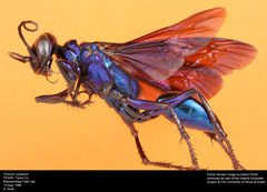 Chlorion Cyaneum by insectsunlocked. Used under a CC0 license.