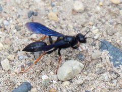 Podium luctuosum by iNaturalist user: psweet. Used under a CC BY-SA 4.0 license.
