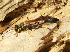 Sceliphron caementarium by Bruce Marlin. Used under a CC BY-SA 2.5 license.