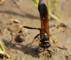 Sceliphron caementarium DSC8997 by Fulvio314. Used under a CC BY-SA 3.0 license.