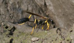Sceliphron caementarium P1240979a by
xpda. Used under a CC BY-SA 4.0 license.