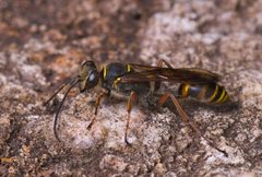 Sceliphron curvatum-pjt6 by pjt56 ---. Used under a CC BY-SA 3.0 license.