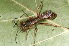 Sceliphron curvatum 298865756 by ingridaltmann. Used under a CC BY 4.0 license.
