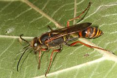 Sceliphron curvatum 298865784 by ingridaltmann. Used under a CC BY 4.0 license.