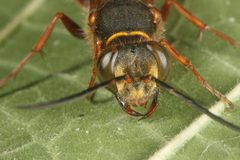 Sceliphron curvatum 298865843 by ingridaltmann. Used under a CC BY 4.0 license.